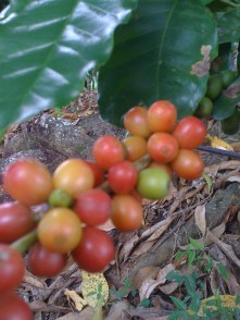 10-09-11 swing fotos 008